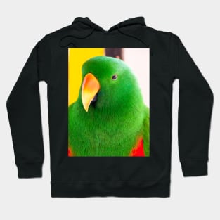 Male Eclectus Parrot (North East Australia) Hoodie